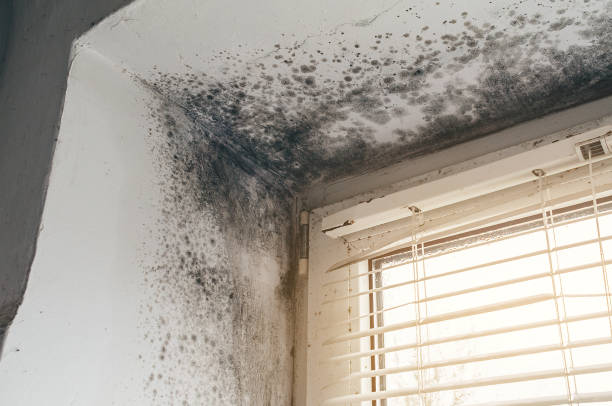 Affordable Bathroom Mold Removal solutions in Burlington, NC